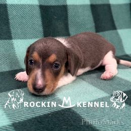 Blue Piebald - Piebald female Dachshund puppy in George West, Texas from Rockin M Kennel