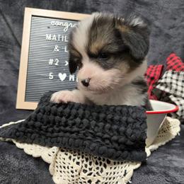 2 - green collar boy - Black and tan male Pembroke Welsh Corgi puppy in Harrisburg, Illinois from Parish Corgis