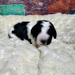 Parti boy - Black and white male Bernedoodle puppy in Blue Springs, Missouri from Jeanie’s Doodles