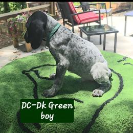 Dark green - Black roan male German Shorthaired Pointer puppy in Dahlonega, Georgia from Pointer Mountain Bird Dogs