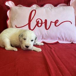 Basil- Long Coat - White and black male Dalmatian puppy in Claremore, Oklahoma from Lotsofdots Dalmatians