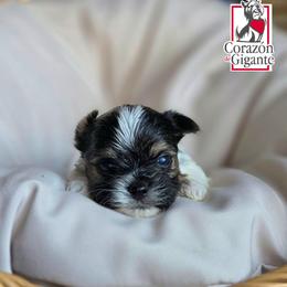 Max - Black tan and white male Biewer Terrier puppy in California from Corazon de gigante