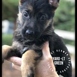 German Shepherd Puppies from Central Coast German Shepherds