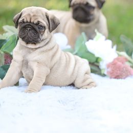 Pug Puppies from Malta Pugs