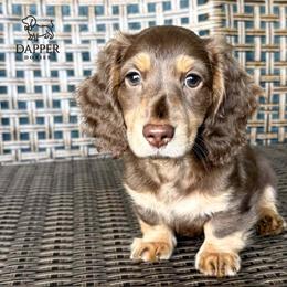 Cosmic - Chocolate and cream male Dachshund puppy in Zephyrhills, Florida from Dapper Doxies