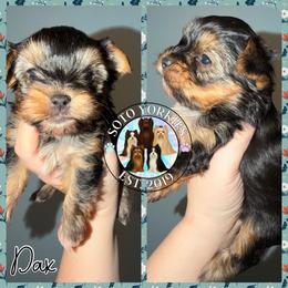 Dax - Black and tan male Yorkshire Terrier puppy in London, Kentucky from Soto Yorkies
