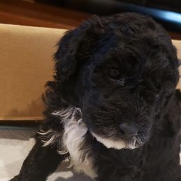 Poodles from Marina Miroff's Poodles