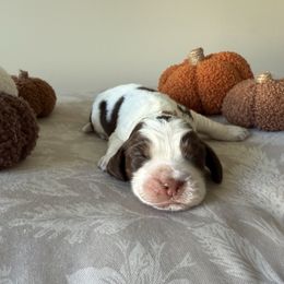 Rabbit - Liver white and tan male English Springer Spaniel puppy in Saratoga Springs, New York from Saratoga Springers NY