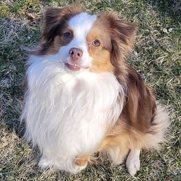 Toy Australian Shepherds from Our Family Toy Aussies of Michigan