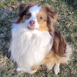Toy Australian Shepherds from Our Family Toy Aussies of Michigan