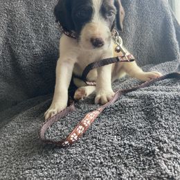 Brown male - Liver and white male German Shorthaired Pointer puppy in Morley, Michigan from Winsome Farm