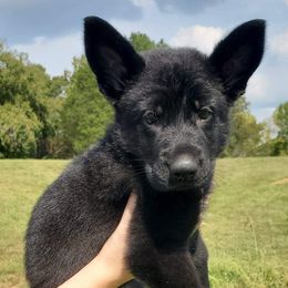 German Shepherd Puppies from Sheldon Shepherds LLC
