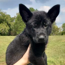 German Shepherd Puppies from Sheldon Shepherds LLC