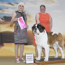 Saint Bernard All Grown Up from Metal Saints