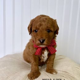 Bernedoodle, Cavapoo, Goldendoodle, and Poodle Puppies from Gypsi Doodles & Poodles