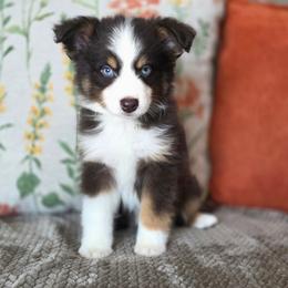 Heath - Red tri male Toy Australian Shepherd puppy in Killen, Alabama from Wilkers Wholehearted Mini Aussies