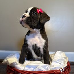 Riley - Brindle female Boxer puppy in Garland, North Carolina from Magen's Boxers