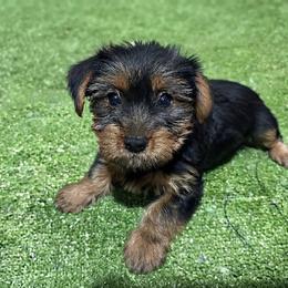 Gaia - Black and tan female Yorkshire Terrier puppy in Massachusetts from Cutie Yorkies