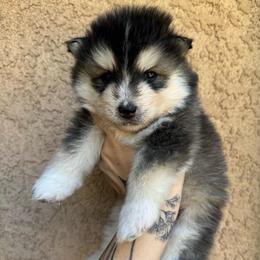 Ranger - Gray and white male Pomsky puppy in La Verne, California from Red Cedar Pomskies