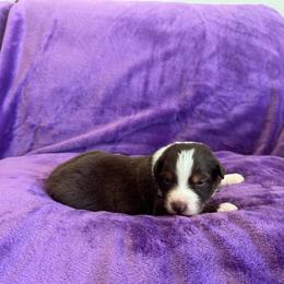 Pickles - Red tri-color female Australian Shepherd puppy in Franktown, Colorado from Double NB Livestock LLC
