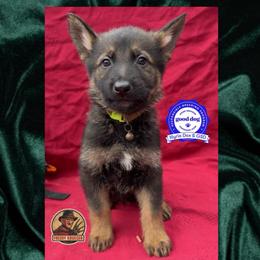 Kruger - Sable male German Shepherd puppy in Livingston, Kentucky from Illyria Dox & GSD