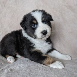 Australian Shepherd Puppies from Wray Aussies