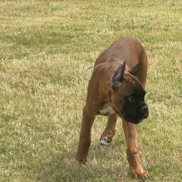 Luka - Fawn male Boxer puppy in Moore, South Carolina from Lafayette Bulldogs & Boxers