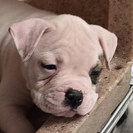 Taffy - White and brindle female American Bulldog puppy in Three Rivers, Michigan from Jemms Kennels