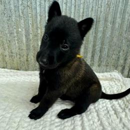 Yellow Collar - Black sable male Belgian Malinois puppy in Muskegon, Michigan from Red Acres Working Line K9s