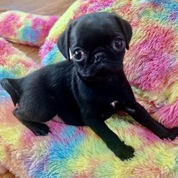 Dan - Black male Pug puppy in Indian Trail, North Carolina from Love Pugs