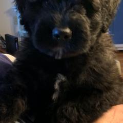 Bouvier des Flandres Puppies from Bouvier's of Rockingham