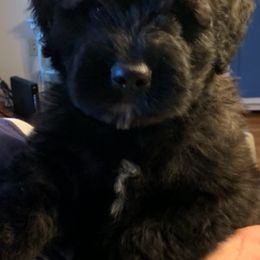 Bouvier des Flandres Puppies from Bouvier's of Rockingham
