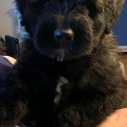 Bouvier des Flandres Puppies from Bouvier's of Rockingham