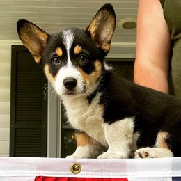 Pembroke Welsh Corgis from Circle K Corgis