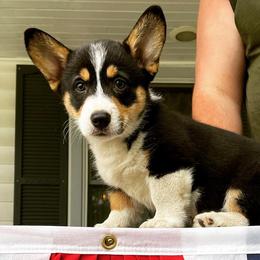 Pembroke Welsh Corgis from Circle K Corgis