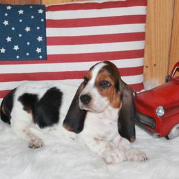 Gabby - Black white and brown female Basset Hound puppy in Dover, Arkansas from S&S American Bassets