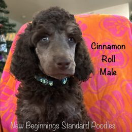 Cinnamon Roll (blue collar) - Phantom male Poodle puppy in Mesa, Arizona from New Beginnings Standard Poodles