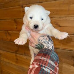 Girl 1 - White female Siberian Husky puppy in Iron River, Wisconsin from Wiemeri Siberians