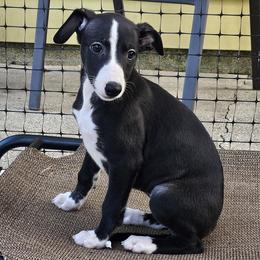 Girl 4 - Black female Whippet puppy in Kalamazoo, Michigan from Clarriott Whippets & Cavapoos
