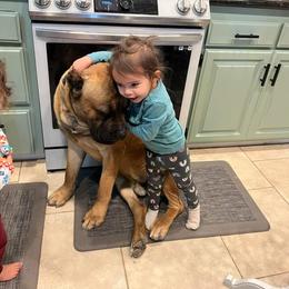 Cane Corso Puppies from JSM Corsos