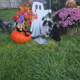 Indigo Long Star Angel - Black and white male Chinese Crested puppy in Amarillo, Texas from Victoria's Chinese Cresteds Long Star Angels