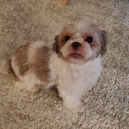 Shih Tzus from BAMS Lil Beauties