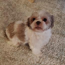 Shih Tzus from BAMS Lil Beauties