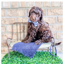 Jett - Brown male Bernedoodle puppy in Lake City, Florida from 224 Doodles and Poodles
