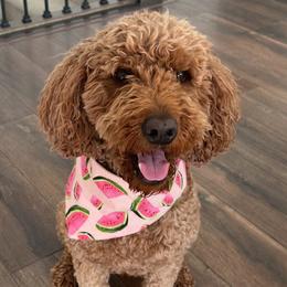 Ginger - Goldendoodle