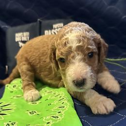 Goldendoodle All Grown Up from Pomegranate Doodles
