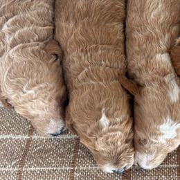 Goldendoodles and Poodles from Darling Doodles Of Shenandoah Valley
