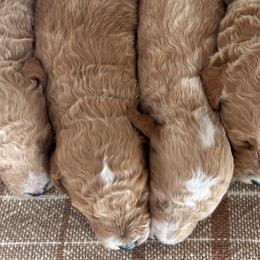 Goldendoodles and Poodles from Darling Doodles Of Shenandoah Valley