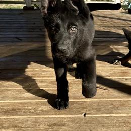 Hannibal - Black male German Shepherd puppy in Lewisburg, Kentucky from RED’s German Shepherds