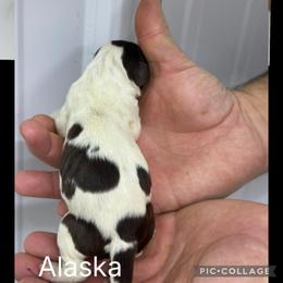 Alaska - Liver white and tan female English Springer Spaniel puppy in Winchester, Kentucky from Hidden Springs Farm